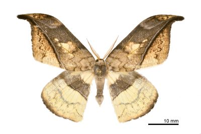 羅紋鉤蛾 Canucha miranda formosicola 雄蟲