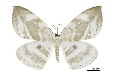 圓翅大鉤蛾 Cyclidia substigmaria substigmaria 雌蟲