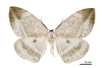圓翅大鉤蛾 Cyclidia substigmaria substigmaria 雌蟲