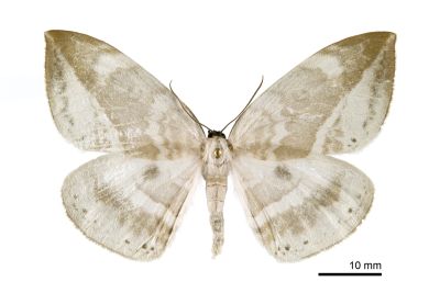 圓翅大鉤蛾 Cyclidia substigmaria substigmaria 雄蟲