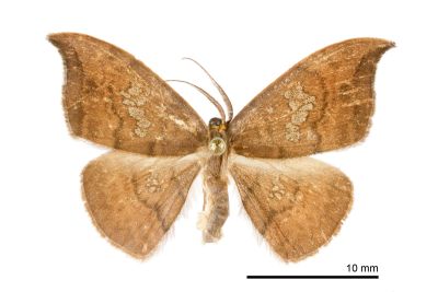亂斑鉤蛾 Agnidra scabiosa fixseni 雄蟲
