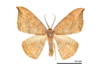 亂斑鉤蛾 Agnidra scabiosa fixseni 雄蟲