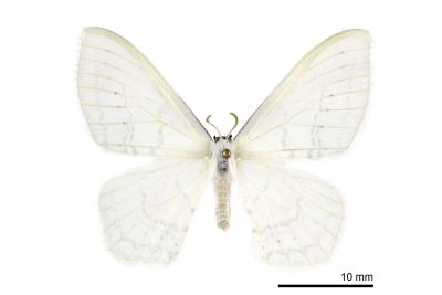 淺灰明鉤蛾 Auzata simpliciata 雌蟲