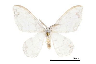 阿里山銀鉤蛾 Auzatellodes arizana 雌蟲