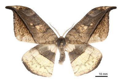 羅紋鉤蛾 Canucha miranda formosicola 雄蟲