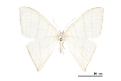 燕鉤蛾 Ditrigona triangularia 雌蟲