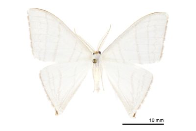 燕鉤蛾 Ditrigona triangularia 雄蟲