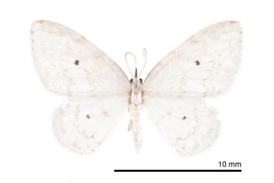 小四點白鉤蛾 Dipriodonta minima 雌蟲