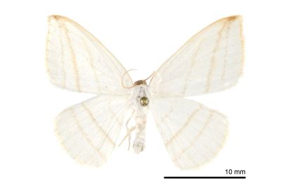 圓燕鉤蛾 Ditrigona conflexaria micronioides 雄蟲