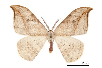 一點鉤蛾 Drepana pallida nigromaculata 雄蟲