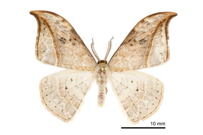 一點鉤蛾 Drepana pallida nigromaculata 雄蟲