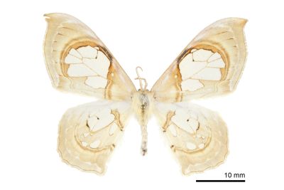 臺灣窗翅鉤蛾 Macrauzata fenestraria insulata 雌蟲