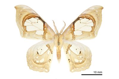 臺灣窗翅鉤蛾 Macrauzata fenestraria insulata 雄蟲