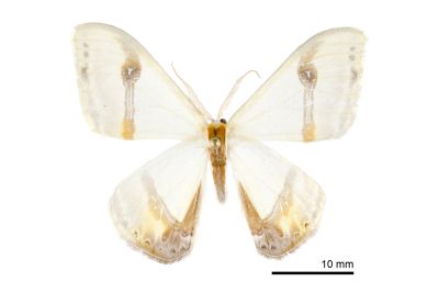 啞鈴帶鉤蛾 Macrocilix mysticata flavotincta 雄蟲