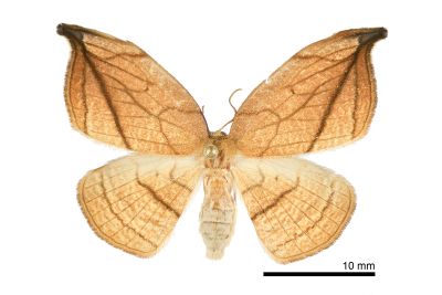 老葉兒鉤蛾 Microblepsis manleyi formosensis 雌蟲