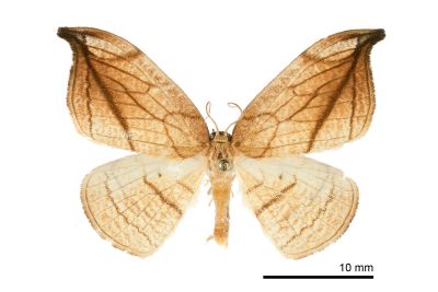 老葉兒鉤蛾 Microblepsis manleyi formosensis 雄蟲