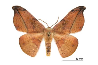 銀端帶鉤蛾 Oreta brunnea 雌蟲