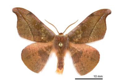 銀端帶鉤蛾 Oreta brunnea 雄蟲