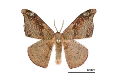 黑斜帶鉤蛾 Oreta griseotincta 雄蟲