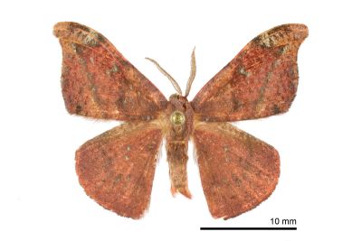 黑斜帶鉤蛾 Oreta griseotincta 雄蟲