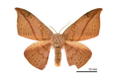 虎皮楠帶鉤蛾 Oreta insignis 雌蟲