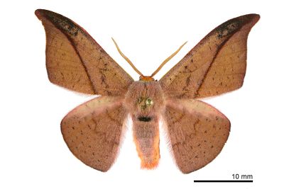 虎皮楠帶鉤蛾 Oreta insignis 雄蟲