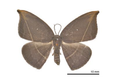 橙角褐鉤蛾 Microblepsis rugosa 雌蟲