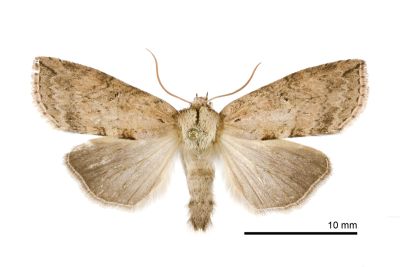 線平波紋蛾 Epipsestis bilineata pallida 雌蟲