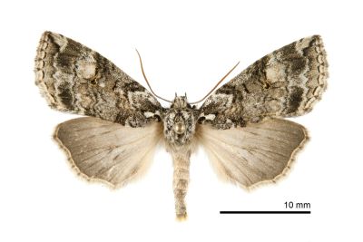 非平波紋蛾 Epipsestis dubia chengshinglini 雌蟲