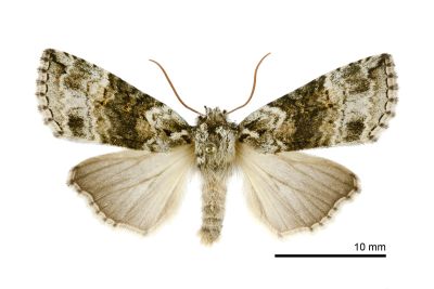 非平波紋蛾 Epipsestis dubia chengshinglini 雄蟲