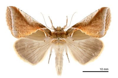 印華波紋蛾 Habrosyne indica formosana 雄蟲