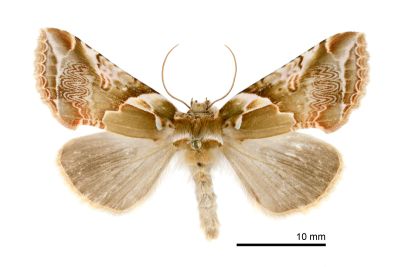 寬帶波紋蛾 Habrosyne pterographa 雄蟲