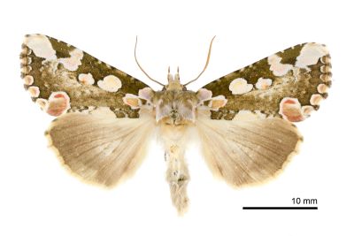 連珠波紋蛾 Horithyatira decorata takamukui 雌蟲