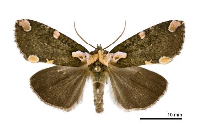 阿里山斑波紋蛾 Macrothyatira arizana arizana 雌蟲