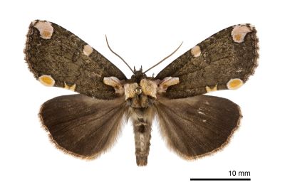 阿里山斑波紋蛾 Macrothyatira arizana arizana 雄蟲