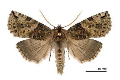 基黑新波紋蛾 Neotogaria saitonis saitonis 雄蟲