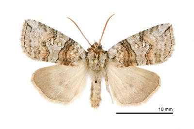 遠藤氏波紋蛾 Nothoploca endoi 雌蟲