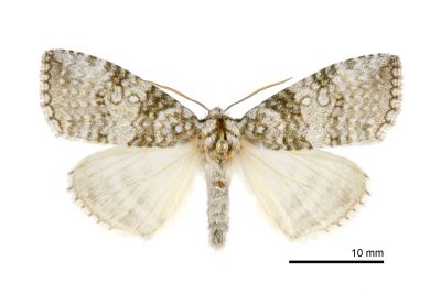 臺灣銀斑異波紋蛾 Parapsestis argenteopicta taiwana 雄蟲