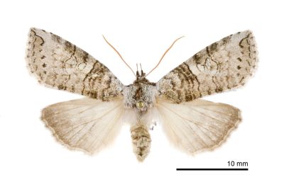 帶波紋蛾 Takapsestis wilemaniella wilemaniella 雌蟲