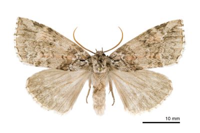 淡紅線波紋蛾 Wernya rufifasciata 雄蟲