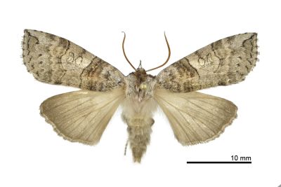 帶波紋蛾 Takapsestis wilemaniella wilemaniella 雄蟲