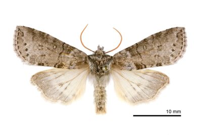 臺圓波紋蛾 Demopsestis formosana 雄蟲