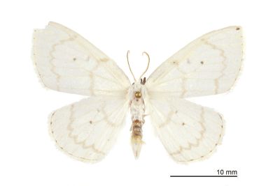 Ditrigona cirruncata 雄蟲