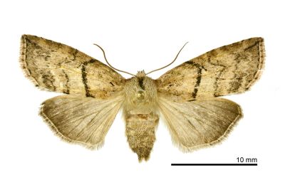 線平波紋蛾 Epipsestis bilineata pallida 雌蟲