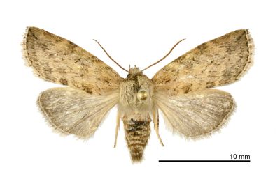 線平波紋蛾 Epipsestis bilineata pallida 雄蟲