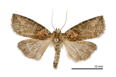杉紋平波紋蛾 Epipsestis cortigera 雌蟲