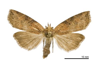 楊氏平波紋蛾 Epipsestis manmiaoyangi 雌蟲