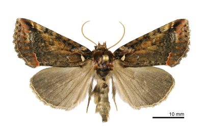 白華波紋蛾 Habrosyne albipuncta albipuncta 雄蟲