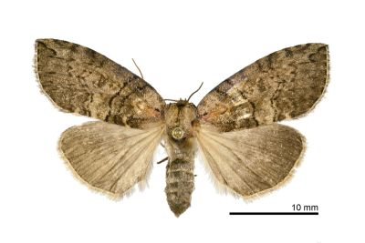 藹環波紋蛾 Horipsestis aenea aenea 雌蟲