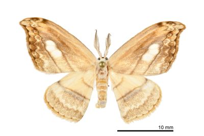 單角窗鉤蛾 Leucoblepsis fenestraria 雄蟲